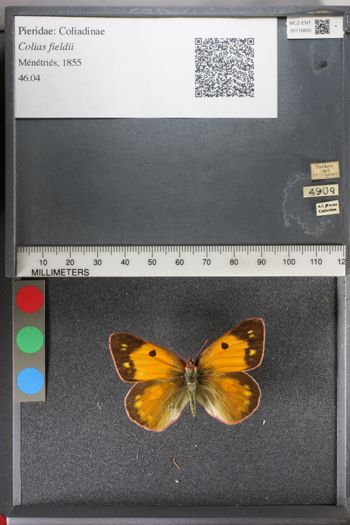 Media type: image;   Entomology 118800